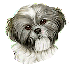 animated-shih-tzu-image-0003