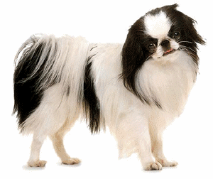 animated-shih-tzu-image-0005