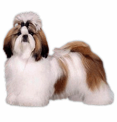 animated-shih-tzu-image-0006