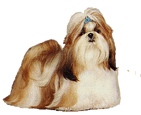 animated-shih-tzu-image-0012