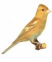 animated-finch-image-0002