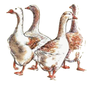 animated-goose-image-0018