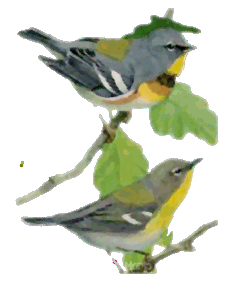 animated-parakeet-image-0004