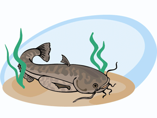 animated-catfish-image-0003