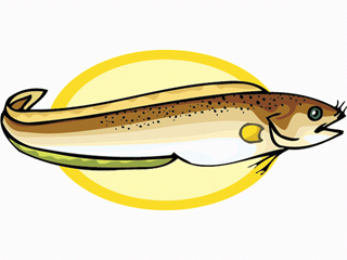 animated-eel-image-0005