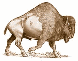 animated-bison-image-0001