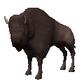 animated-bison-image-0003
