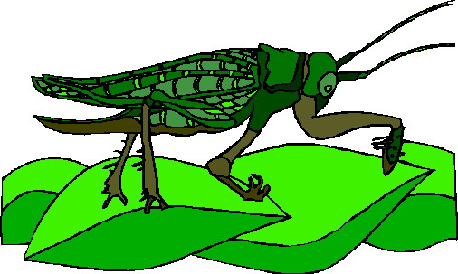 animated-grasshopper-image-0014