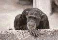 animated-monkey-image-0051