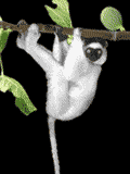 animated-monkey-image-0156