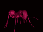 animated-ant-image-0022