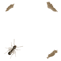 animated-ant-image-0029