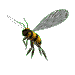 animated-bee-image-0128