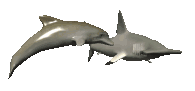 animated-dolphin-image-0020