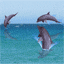 animated-dolphin-image-0046