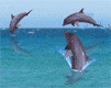 animated-dolphin-image-0059