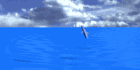 animated-dolphin-image-0072