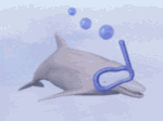 animated-dolphin-image-0082