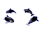 animated-dolphin-image-0085