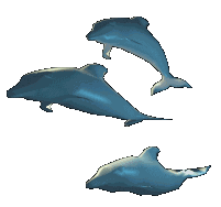 animated-dolphin-image-0110