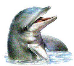 animated-dolphin-image-0115
