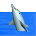 animated-dolphin-image-0130
