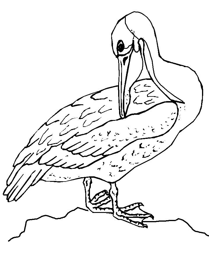 animated-coloring-pages-bird-image-0028