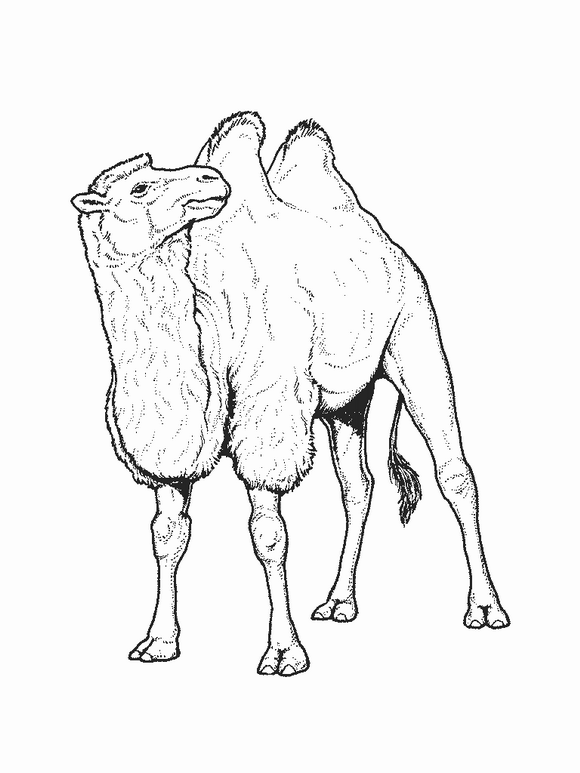 animated-coloring-pages-camel-image-0007