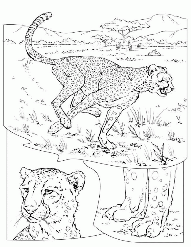 animated-coloring-pages-cheetah-image-0002