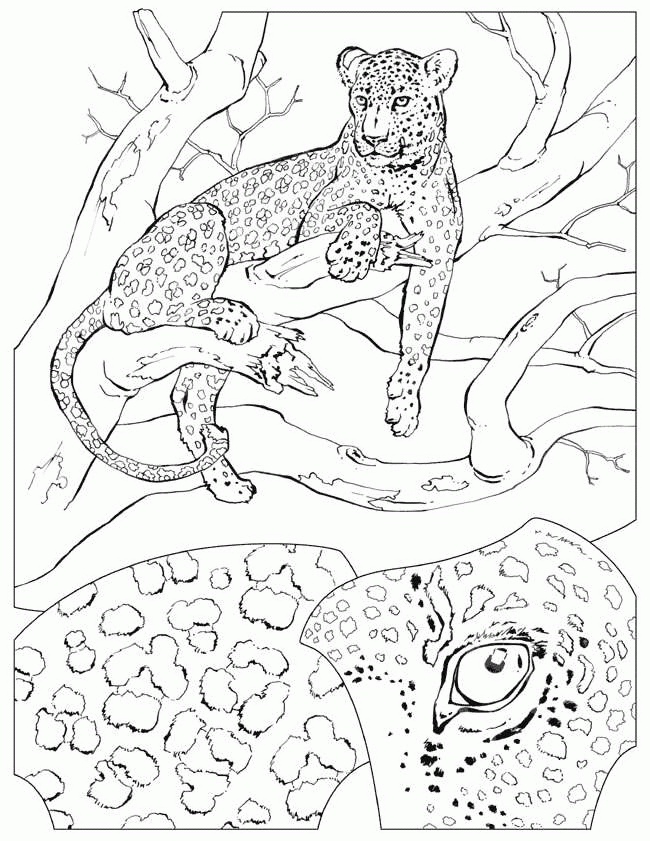 animated-coloring-pages-cheetah-image-0005