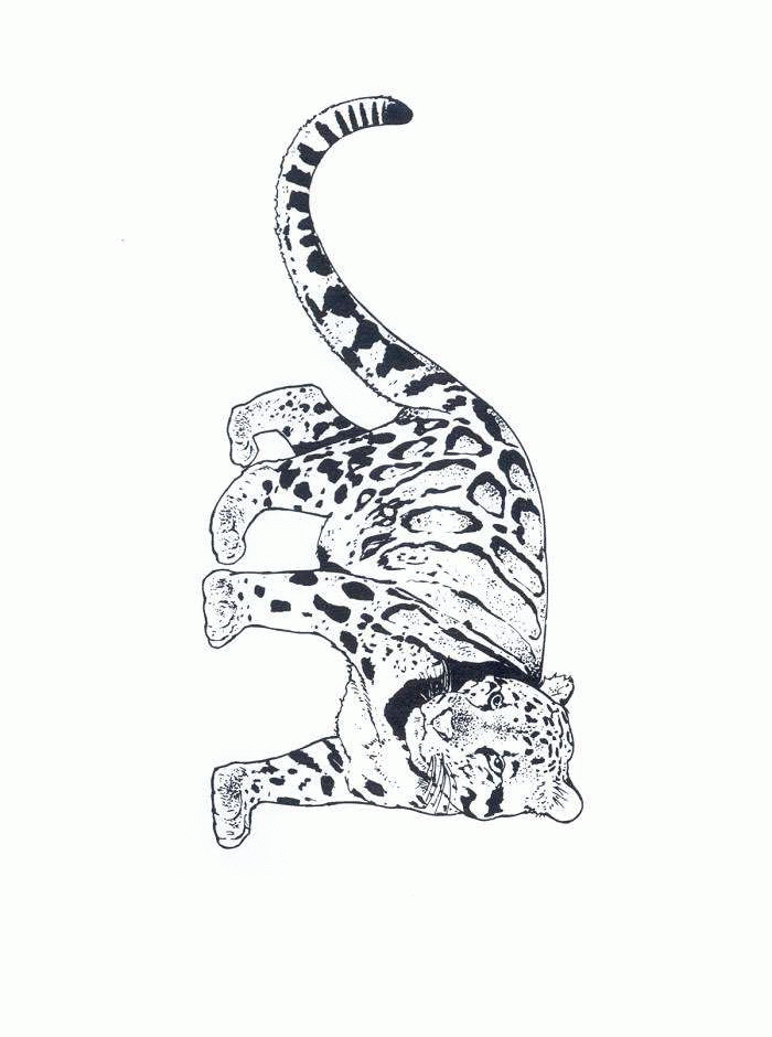 animated-coloring-pages-cheetah-image-0011