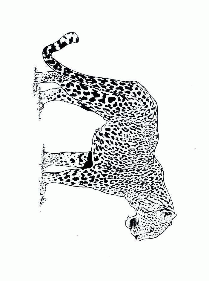 animated-coloring-pages-cheetah-image-0012