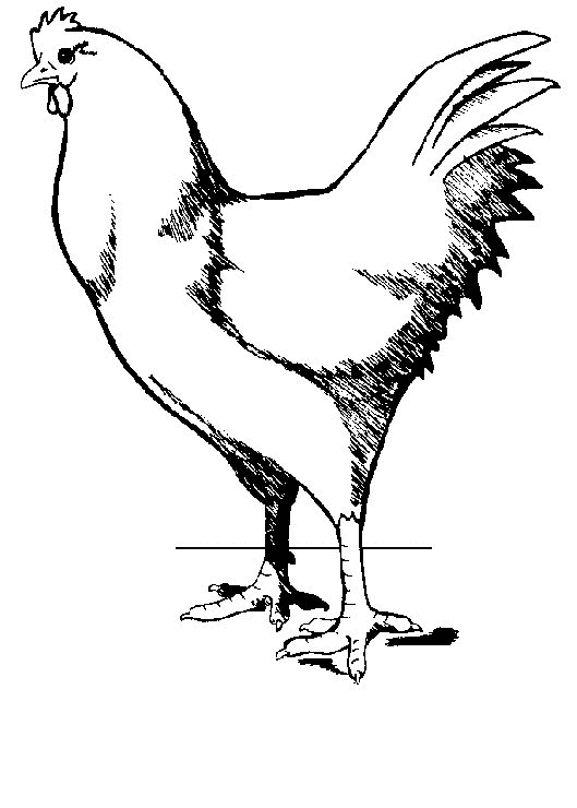 animated-coloring-pages-chicken-image-0020