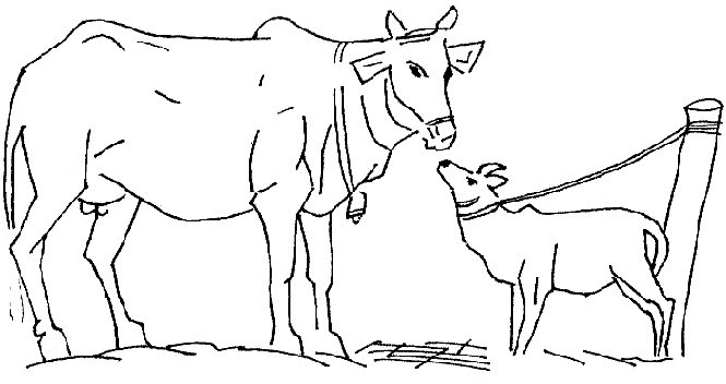 animated-coloring-pages-cow-image-0034