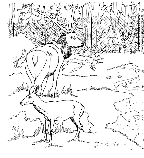 animated-coloring-pages-deer-image-0010