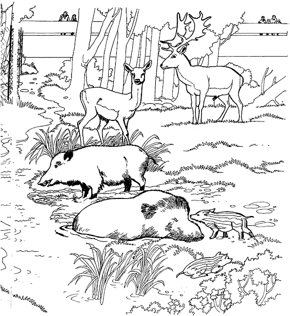 animated-coloring-pages-deer-image-0011