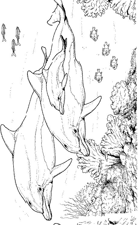 animated-coloring-pages-dolphin-image-0007