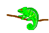 animated-lizard-image-0054