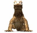 animated-lizard-image-0057