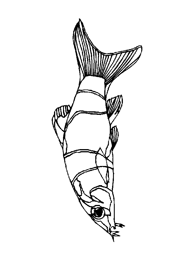 animated-coloring-pages-fish-image-0022