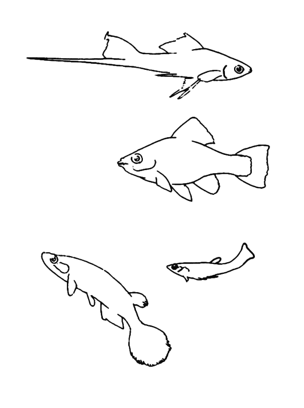 animated-coloring-pages-fish-image-0038