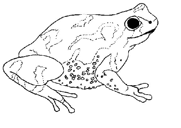 animated-coloring-pages-frog-image-0005