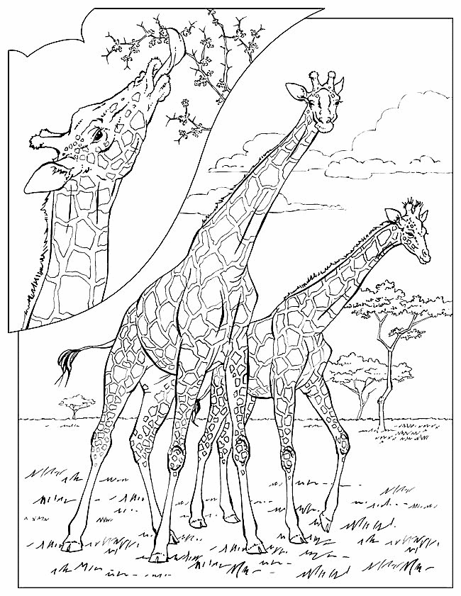 animated-coloring-pages-giraffe-image-0009