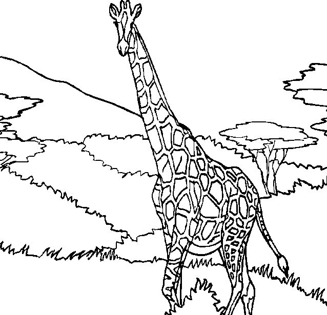 animated-coloring-pages-giraffe-image-0011