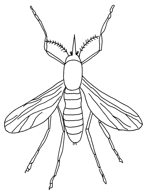 animated-coloring-pages-insect-image-0002