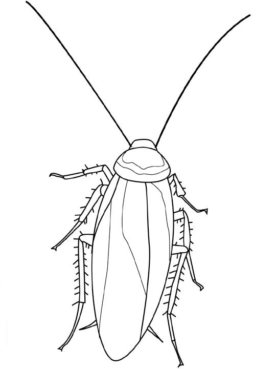 animated-coloring-pages-insect-image-0021