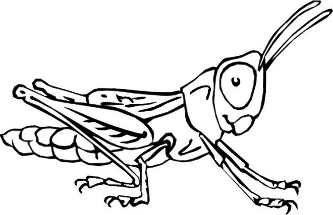 animated-coloring-pages-insect-image-0025