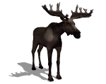 animated-elk-and-moose-image-0005