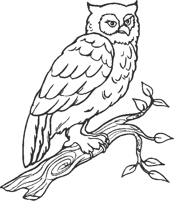 animated-coloring-pages-owl-image-0009