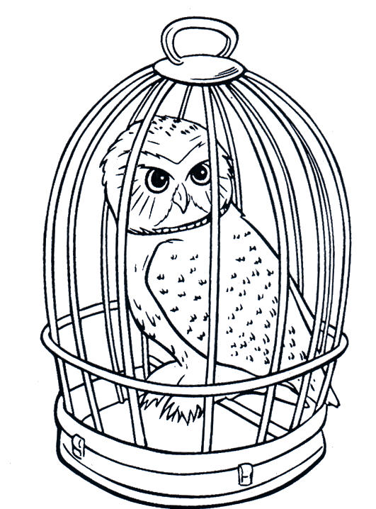 animated-coloring-pages-owl-image-0012